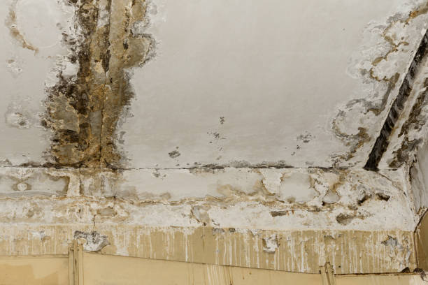 Best HVAC Mold Inspection and Cleaning  in Coral Springs, FL