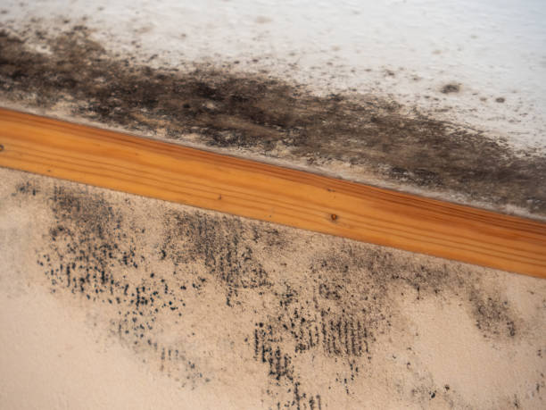 Best Commercial Mold Inspection  in Coral Springs, FL