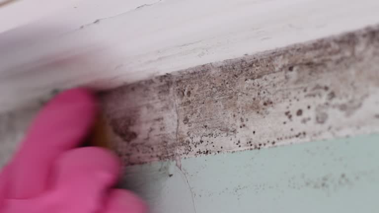 Best Mold Removal for HVAC Installations  in Coral Springs, FL